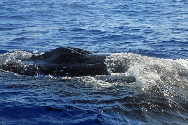 Narice Delle Balene Megattera Maui Hawaii — Foto Stock