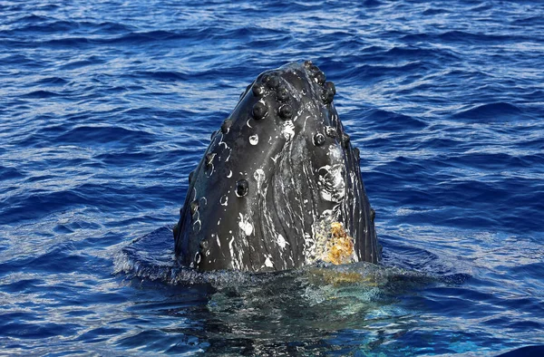 Testa Balena Megattera Maui Hawaii — Foto Stock