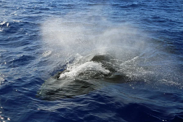 Whale Breathing Humpback Whale Maui Hawaii — Stock Photo, Image