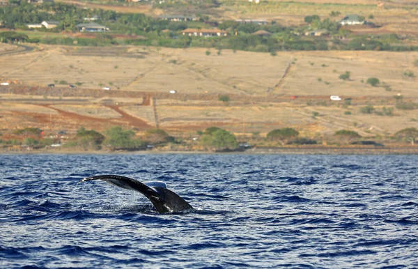 Coda Balene Megattere Maui Hawaii — Foto Stock