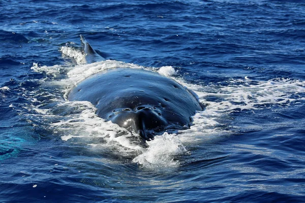 Viene Ballena Ballena Jorobada Maui Hawaii — Foto de Stock