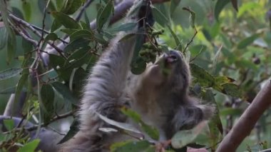 Koala dalını kırıyor - Victoria, Avustralya