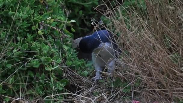 Pequenas Penas Limpeza Pinguins Azuis Phillip Island Victoria Austrália — Vídeo de Stock