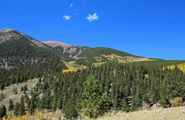 Floresta Das Montanhas Rochosas Colorado — Fotografia de Stock