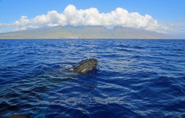 Maui ve gedik balinası - Kambur Balina - Maui, Hawaii