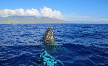 Balina ve Maui - Kambur Balina - Maui, Hawaii