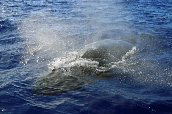Respirazione Delle Balene Megattere Maui Hawaii — Foto Stock