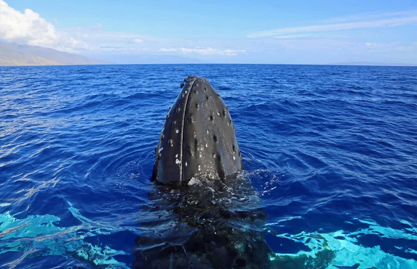 Testa Balena Acqua Blu Megattera Maui Hawaii — Foto Stock