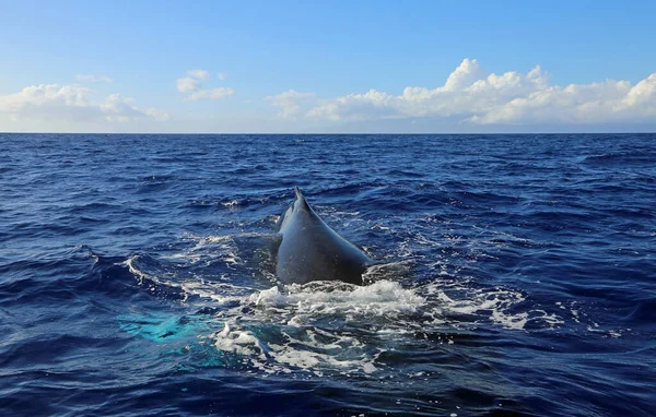 Whale Diving Humpback Whale Maui Hawaii — Stock Photo, Image