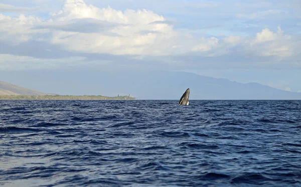 Whale Jumping Humpback Whale Maui Hawaii — Stock Photo, Image