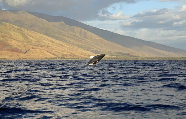 Balena Che Salta Balena Megattera Maui Hawaii — Foto Stock