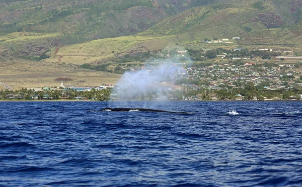 Paysage Avec Baleine Respirante Rorqual Bosse Maui Hawaï — Photo