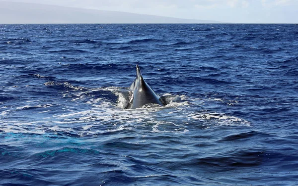 Φάλαινες Πίσω Πτερύγιο Φάλαινα Humpback Maui Χαβάη — Φωτογραφία Αρχείου
