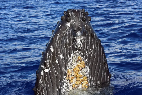 Whales Bottom Humpback Whale Maui Hawaii — Stock Photo, Image