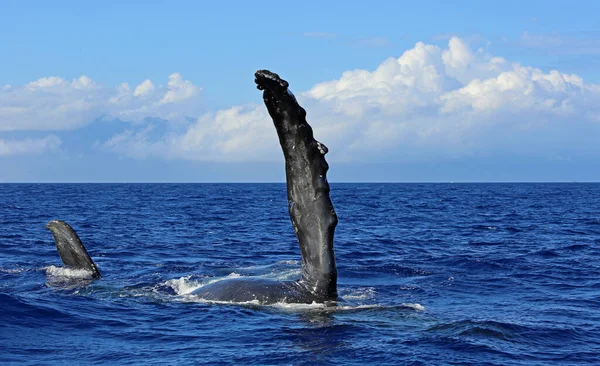 Balene Pinna Pettorale Megattera Maui Hawaii — Foto Stock