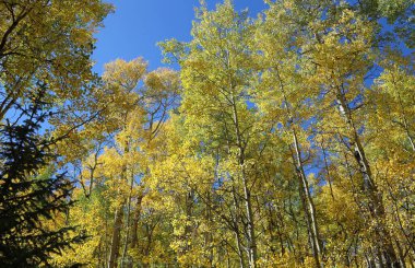 Mavi sarı manzara - Rocky Dağları, Colorado