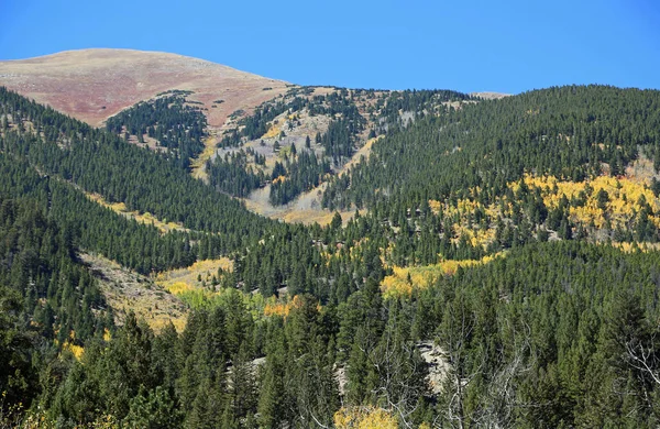 Floresta Colorado Montanhas Rochosas Colorado — Fotografia de Stock