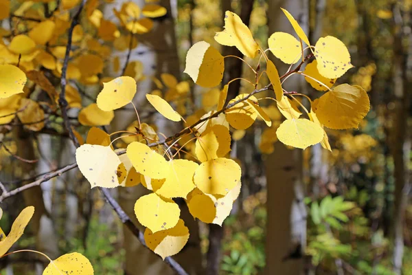 Feuilles Peuplier Faux Tremble Jaune Montagnes Rocheuses Colorado — Photo