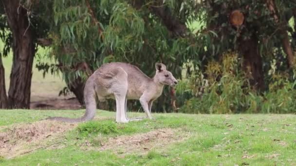 袋鼠放牧 澳大利亚维多利亚州菲利普岛 — 图库视频影像