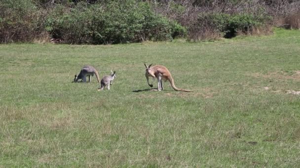 Κόκκινο Καγκουρό Ξύσιμο Και Περπάτημα Phillip Island Victoria Αυστραλία — Αρχείο Βίντεο
