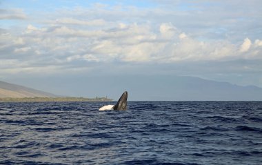 Maui ve zıplayan balina - Kambur Balina, Maui, Hawaii
