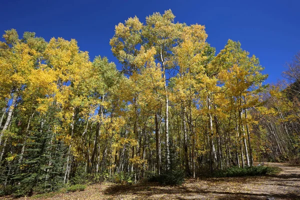 Aspen trees - Rocky Mountains in Colorado