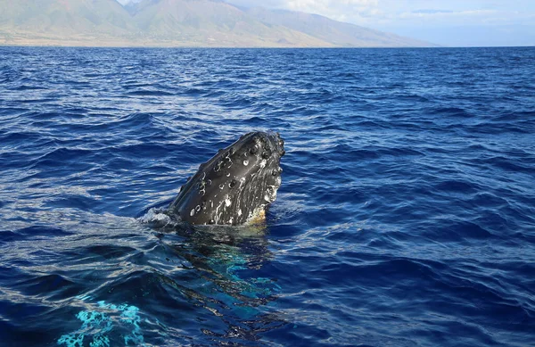 Violazione Della Balena Dall Acqua Blu Megattera Maui Hawaii — Foto Stock