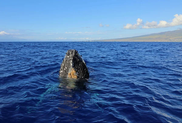 마우이와 고래의 하와이 마우이의 혹등고래 — 스톡 사진