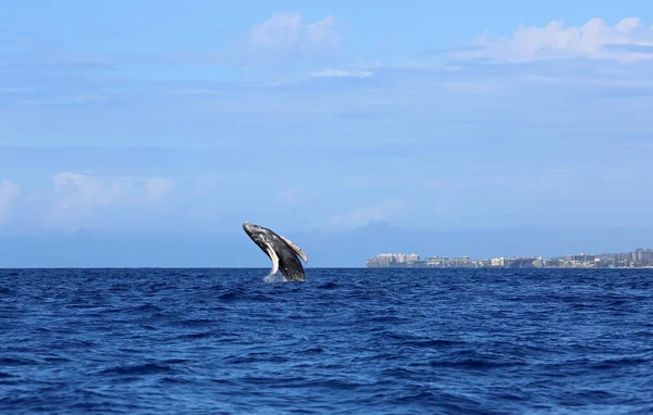 Lahaina Balena Che Salta Megattera Maui Hawaii — Foto Stock