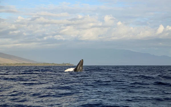 Maui Balena Che Salta Megattera Maui Hawaii — Foto Stock