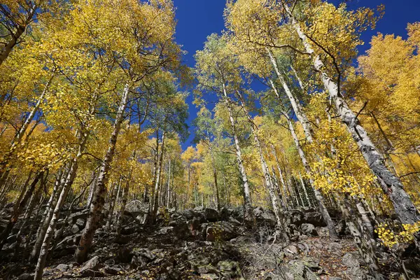 Rocks and aspen trees - Rocky Mountains, Colorado
