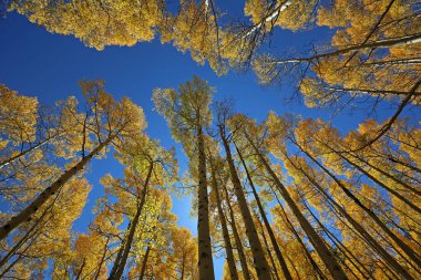 Mavi gökyüzündeki Aspen ağaçları - Rocky Dağları, Colorado