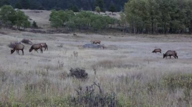 Elk sürüsü olan çayır - Rocky Dağları Ulusal Parkı, Colorado
