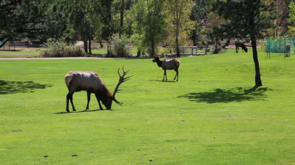 科罗拉多州埃斯特斯公园 落基山脉国家公园的麋鹿 — 图库视频影像