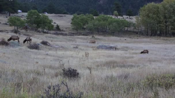 科罗拉多州落基山脉国家公园的野生麋鹿 — 图库视频影像