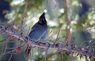 Mavi Kardinal - Rocky Dağları Ulusal Parkı, Colorado