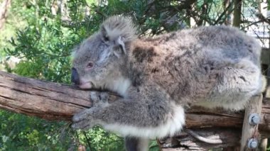 Koala dalda uyuyor - Phillip Adası, Victoria, Avustralya