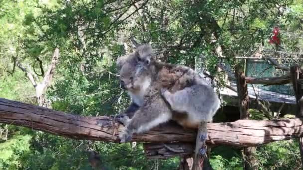 Rascando Koala Phillip Island Victoria Australia — Vídeo de stock