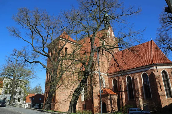 Bydgoszcz Katedralen Bakom Trädet Martin Och Nicholas Katedralen Bydgoszcz Polen — Stockfoto