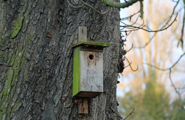 Polonya 'daki ormanda, ağaçların üzerinde bir kulübe.