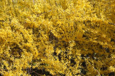 Forsythia çalısı - Pençenin bahar çiçeği