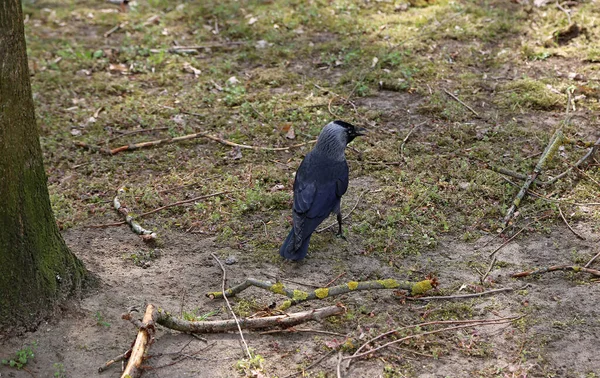森の中のジャクドウの鳥 — ストック写真