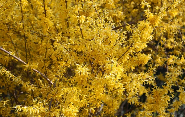 Forsythia Jarní Květ Forsythie — Stock fotografie