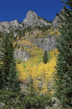 Kayalıklar ve ağaçlar - dikey - Rocky Dağları Ulusal Parkı, Colorado