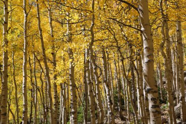 Eylül 'de Aspen ağaçları - Rocky Dağları Ulusal Parkı, Colorado