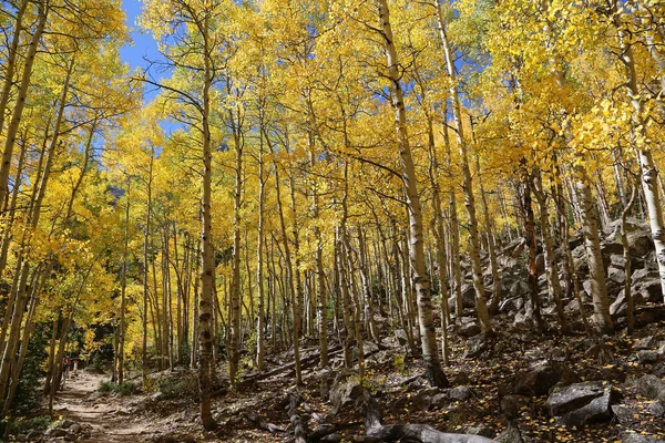 Path in yellow forest - Rocky Mountains National Park, Colorado