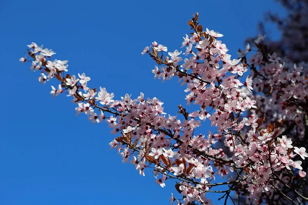 Branch Pink Blossom — Stock Photo, Image