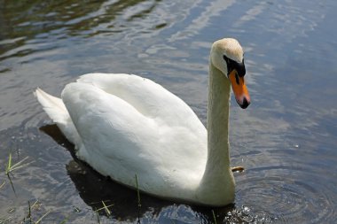 Beyaz Kuğu - Bydgoszcz, Polonya yakınlarında Myslecinek