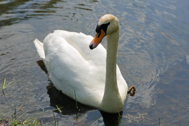 Swan sağa bakıyor - Myslecinek Bydgoszcz, Polonya yakınlarında