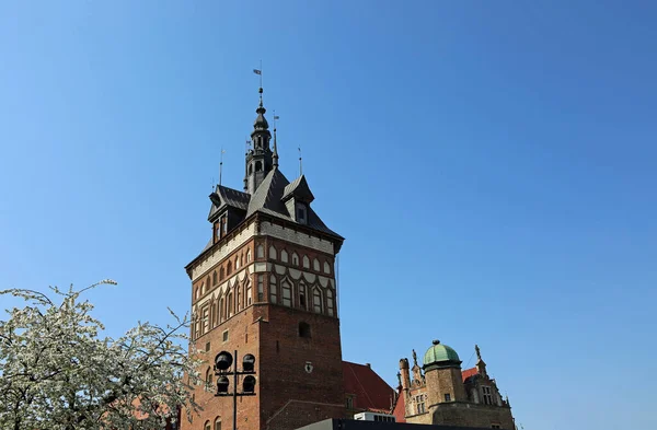 Kwitnące Drzewo Wieża Więzienna Gdańsk Polska — Zdjęcie stockowe